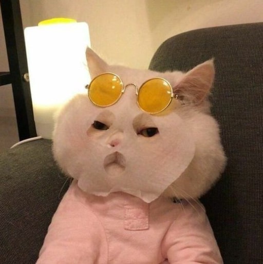 TOP 99 meme mèo đáng yêu ảnh mèo chế siêu hài hước mới nhất Ảnh Cười Việt